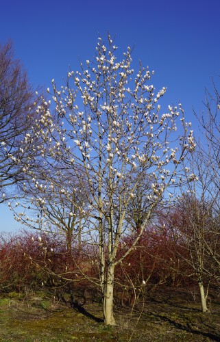 Magnolia liliiflora (12)